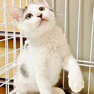 大人しくておりこう❤のりたま