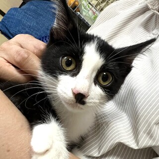 里親決定。さりなちゃん