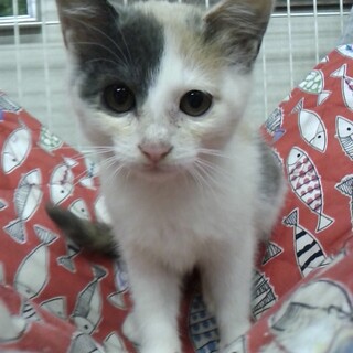 里親決定。パステル三毛ミロちゃん