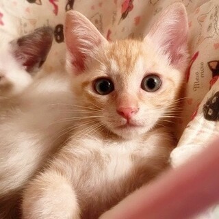 【お問い合わせあり一時停止】★和己