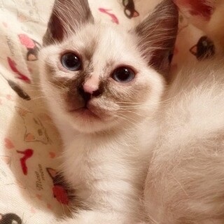 サビ混じりな個性柄★満里奈