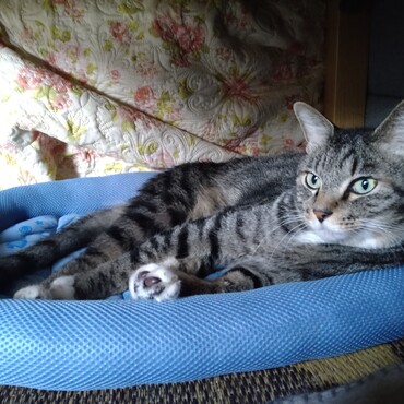 ベルク兄ちゃん、オイラの元気玉の方が姫のより強力だぜぃ