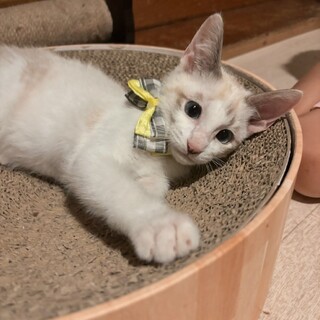 ブルーの瞳♡無邪気なイケメン♡キッドくん