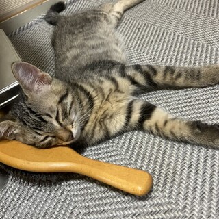 すぐにお友達になるタイプ♡すいれんくん