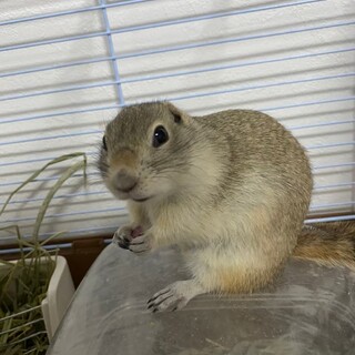 リャチャードソンジリス　女の子のウタ