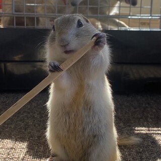 リチャードソンジリスの男の子　ルフィ