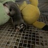 フクロモモンガ　姉妹のジジとビビ サムネイル2