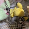 フクロモモンガ　姉妹のジジとビビ サムネイル3