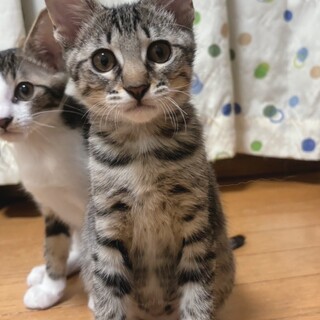 素敵なご家族と出会えました♡こごみちゃん