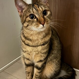 愛嬌たっぷり。むぎわら猫の「スフレ」1歳