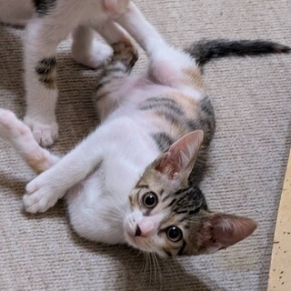 ハチワレ★ひぃら★ホワイトソックス