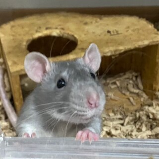 ファンシーラットの　ナミ