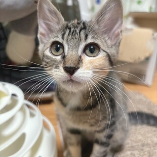 兄妹で家族が見つかりました♡すずなちゃん