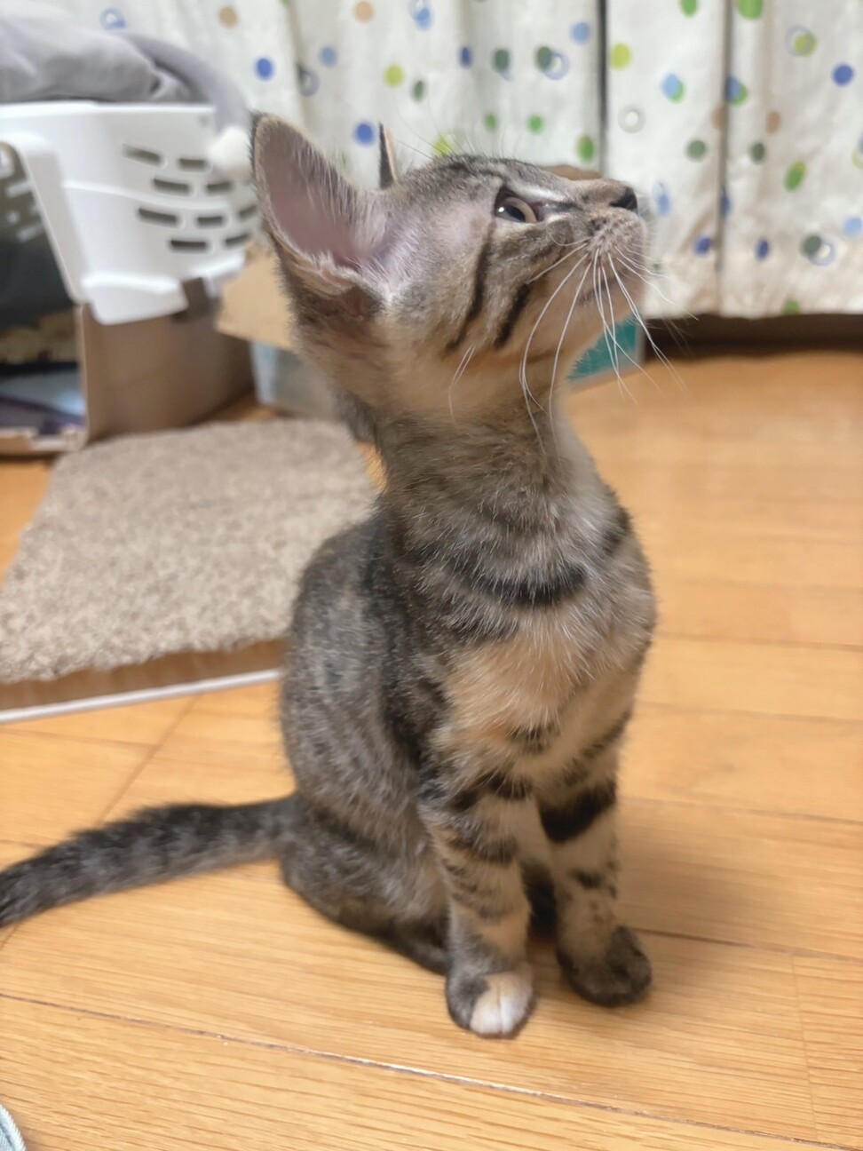 兄妹で家族が見つかりました♡すずなちゃん サムネイル2