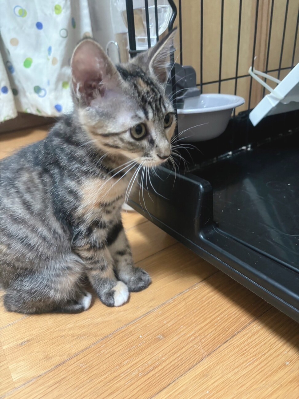 兄妹で家族が見つかりました♡すずなちゃん サムネイル3