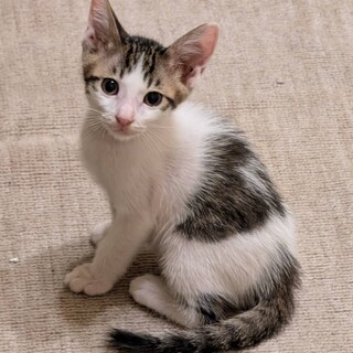 白キジ★なかの★王子さま？！