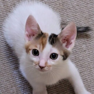 ハチワレ風★かわわ★ミケ少々