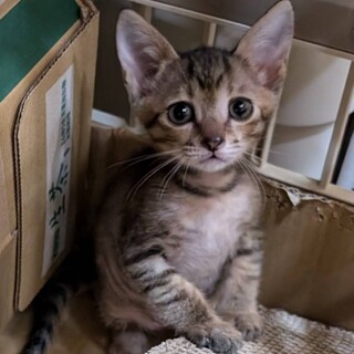 ちびっこ★こま★ルンルン