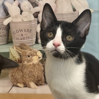 【9/8新橋】背中に乗るの大好き！元気なおてんば娘