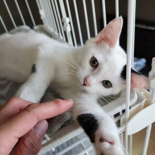 人見るだけでゴロゴロ言う甘えん坊男子