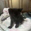 黒猫ちゃんです！