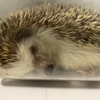 ハリネズミ　女の子　9ヶ月