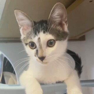 お茶目な甘えん坊個性派のキジ白アン君