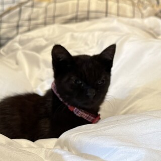 兄妹猫の里親募集！