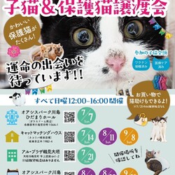 キャットマッチングハウスで譲渡会✨