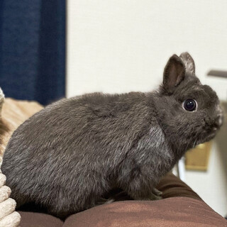 里親募集中。ネザーランドドワーフ男の子