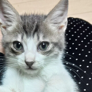 甘えるの大好き、グレー白の男の子