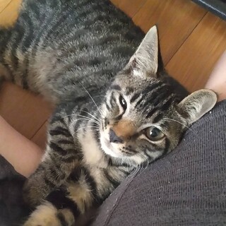 抱っこ大好き！生後2ヶ月の甘ったれキジくん♡子猫