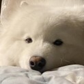 犬を愛して止まない方へ