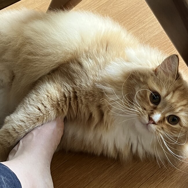 スガスガのカバー写真