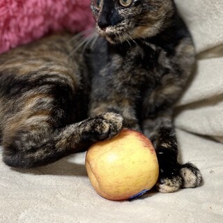 わんちゃんも人も大好き♪チョコちゃん女の子3ヶ月