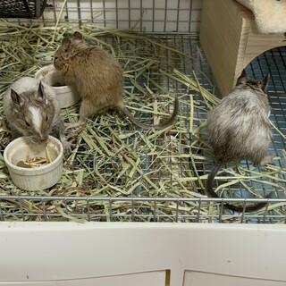 仲良し兄弟 デグー2匹です