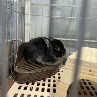 ブラックオター 男の子です