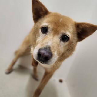 つぶらなお目目の【コロロ】ちゃん