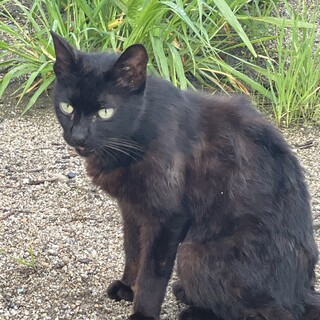 5匹いて、1匹から募集可能です