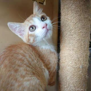 人なれ抜群 とっても陽気 フィリップくん