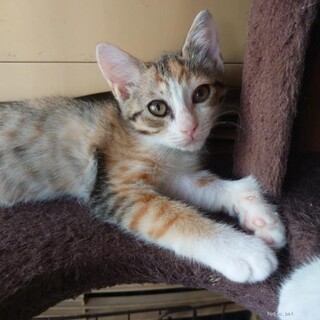 人なれ抜群 かわいすぎる オーロラちゃん