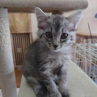 人なれ抜群長毛 べるちゃん