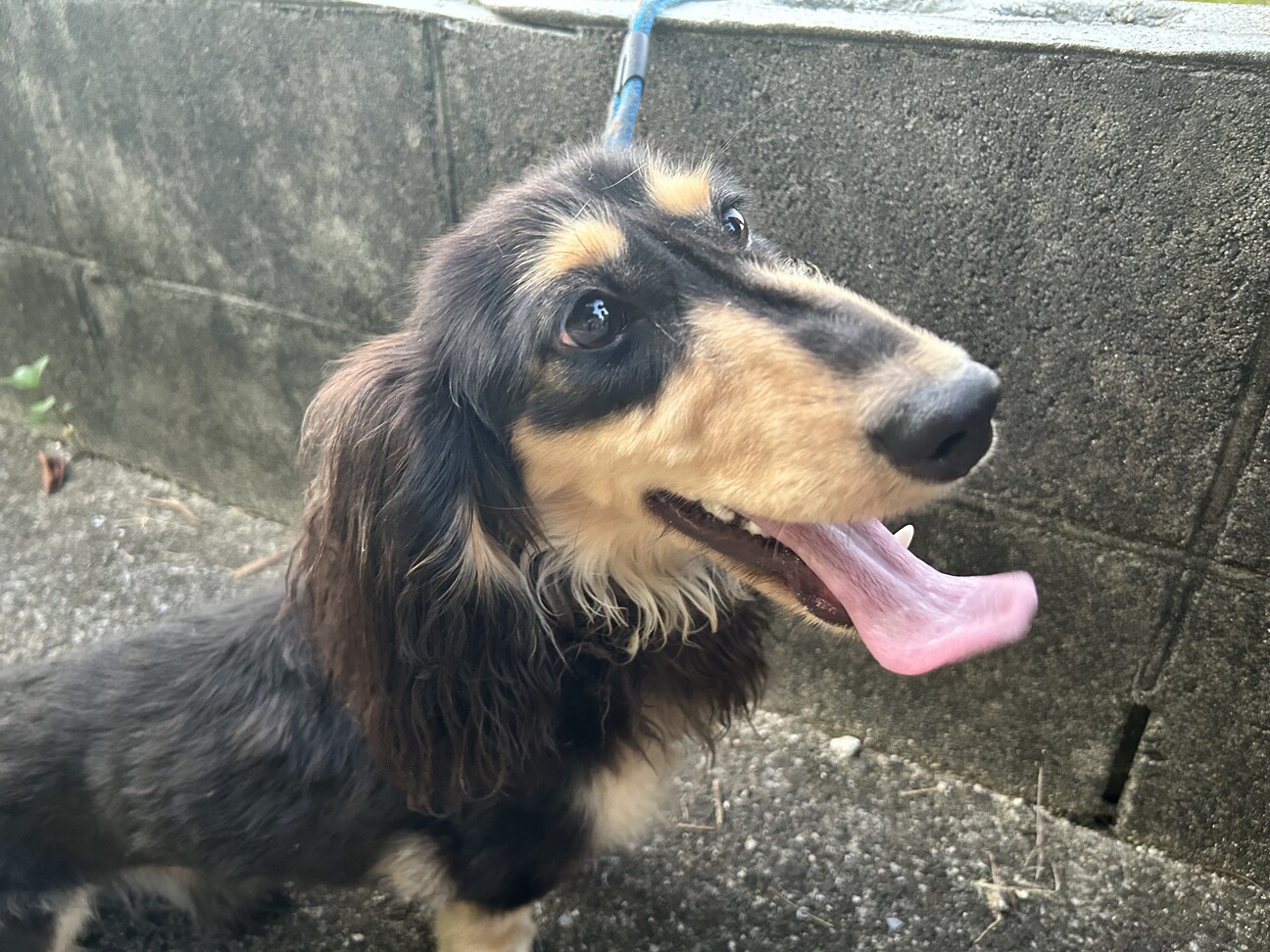 Mダックス」山口県 - 犬の里親募集(495972) :: ペットのおうち【里親