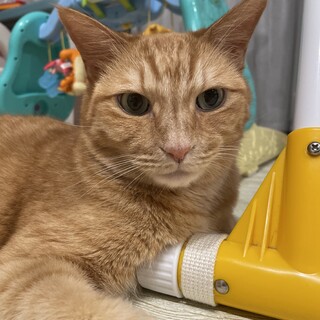 とっても甘えん坊で優しい性格の茶トラくん。5歳