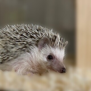 ハリネズミの男の子
