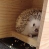 ハリネズミの男の子 サムネイル2