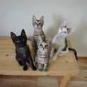 お膝や肩に乗ってくる人懐こい3カ月の子猫達