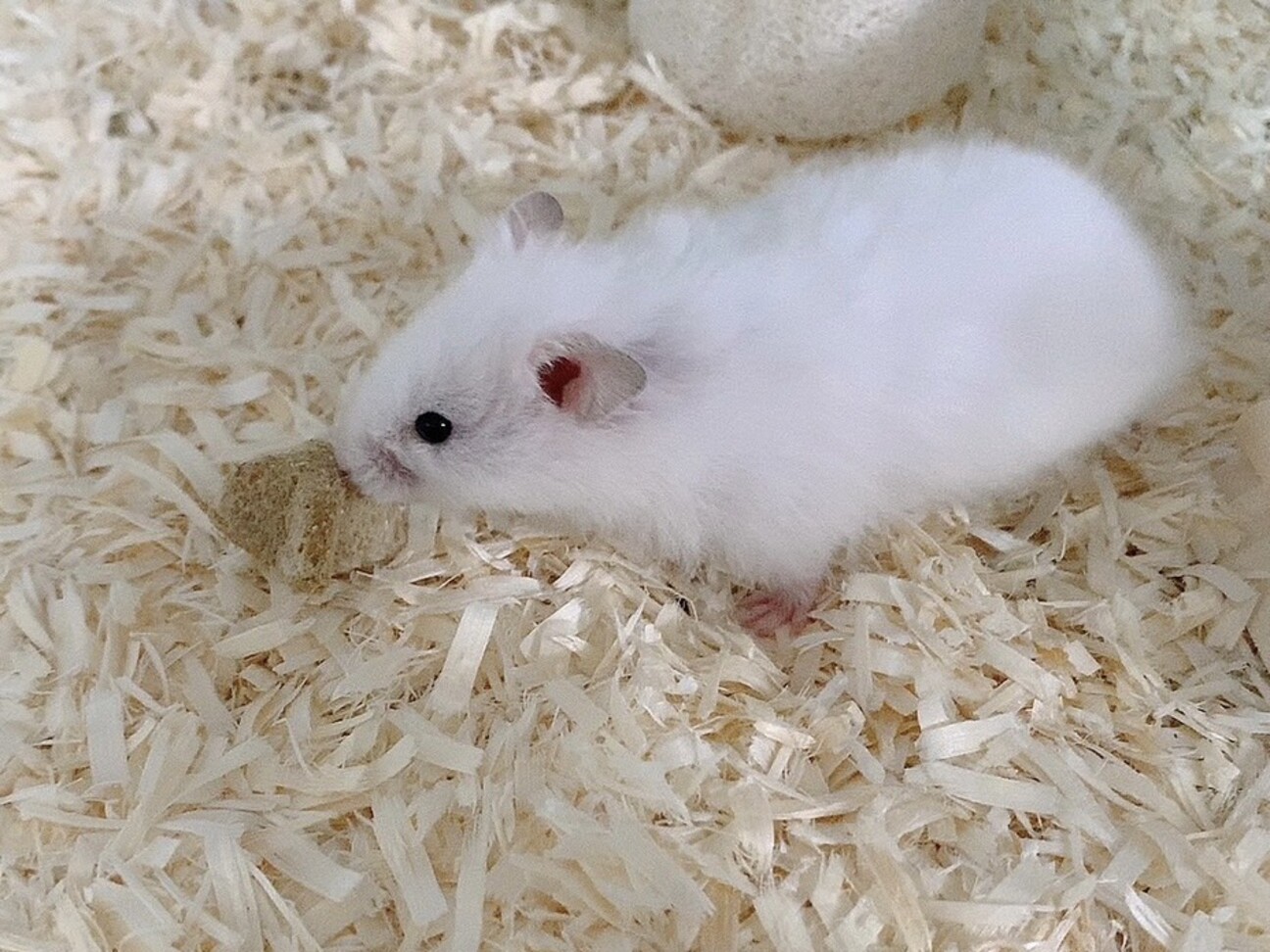 【決定しました】ハムスター飼育✖️３セット・プラスα（キャンセルになりましたので、再々投稿です） ハムスターのすべて100 (どうぶつアルバム 8) | 狩野 晋一 |本 | 通販