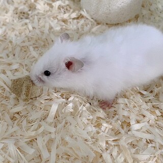 長毛ハムスターの男の子