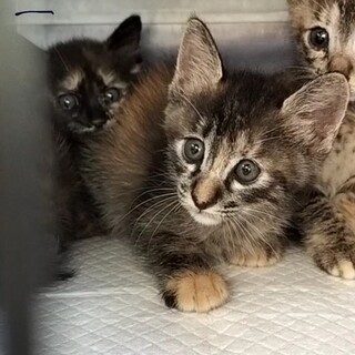 モフモフフワフワのキジ子猫さん